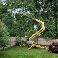 Sugar Land, TX Tree Removal Company