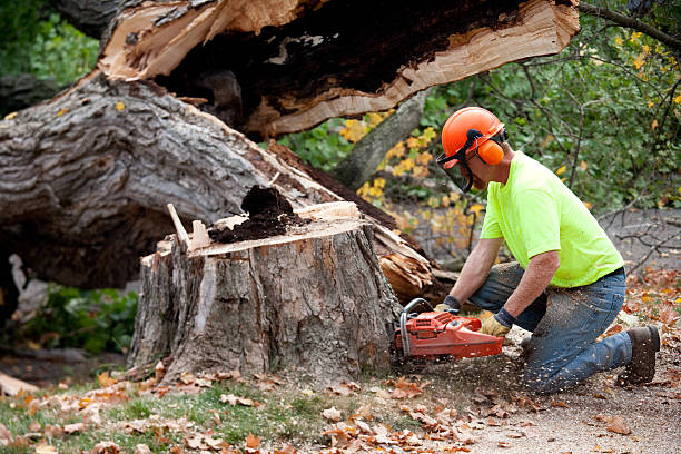 Best Tree Maintenance Programs  in Sugar Land, TX